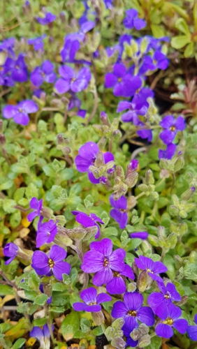 Aubrieta Hybride Blaumeise Blaukissen